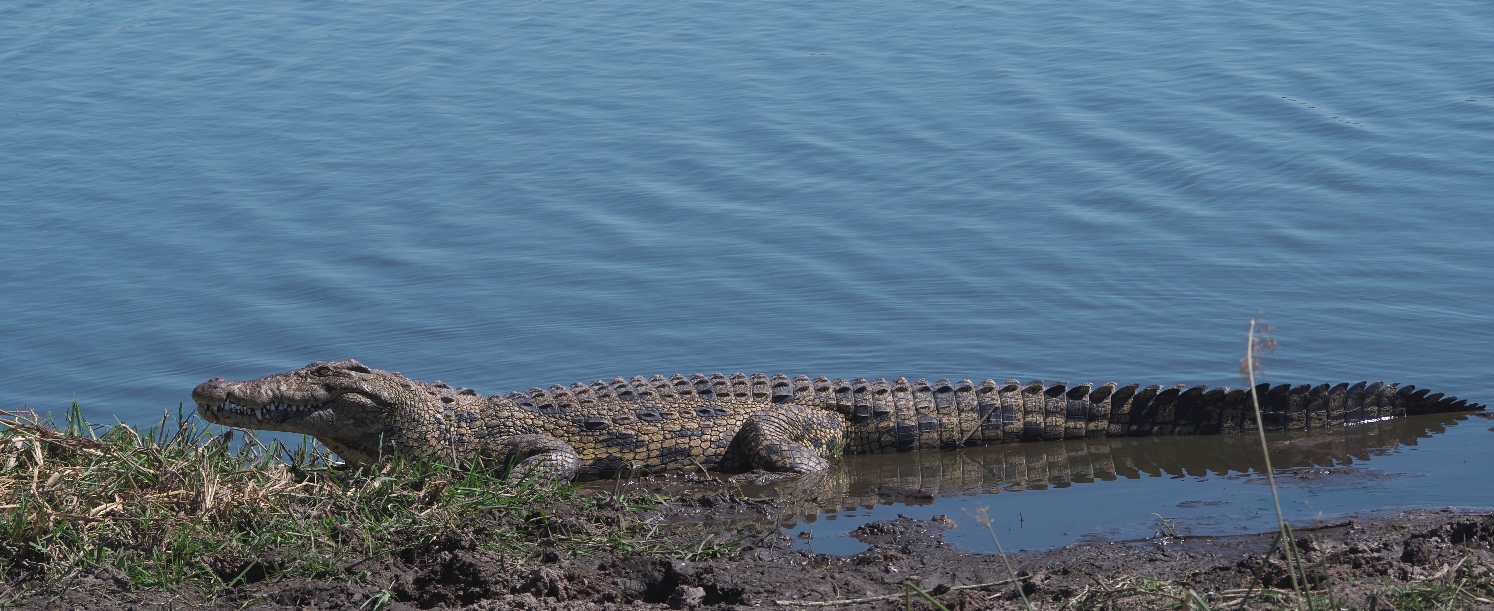 Sun-Basking Giants: A Guide to Crocodile Safari at Jawai Dam