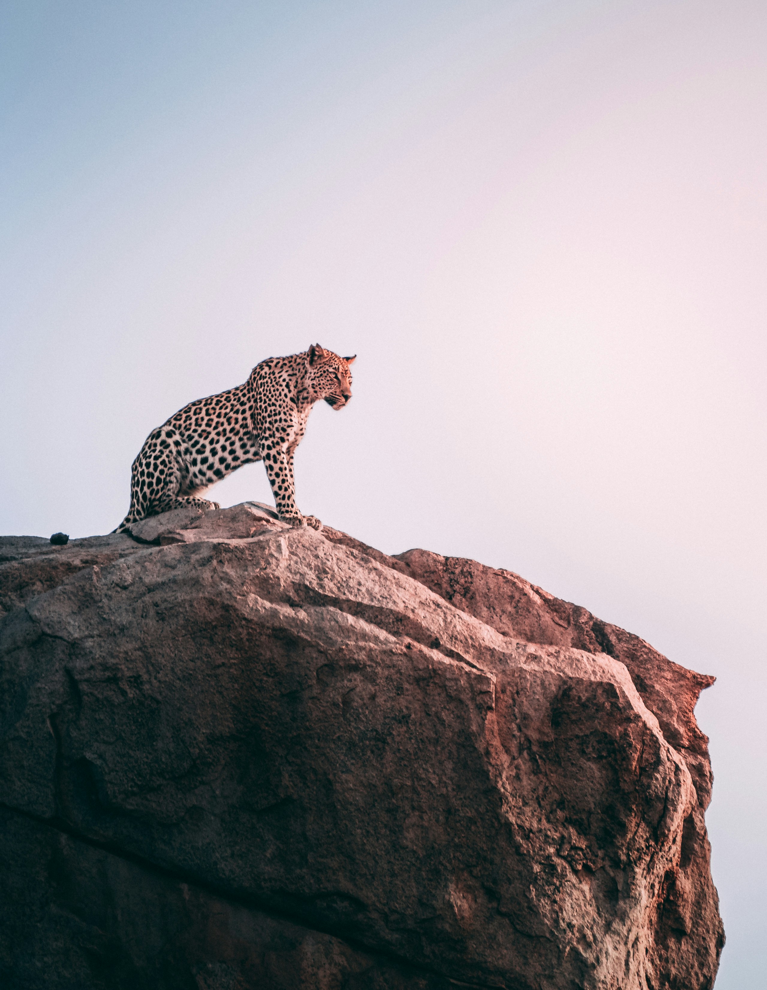 The Ghost of the Hills: Leopard Tracking Secrets from our Expert Guides