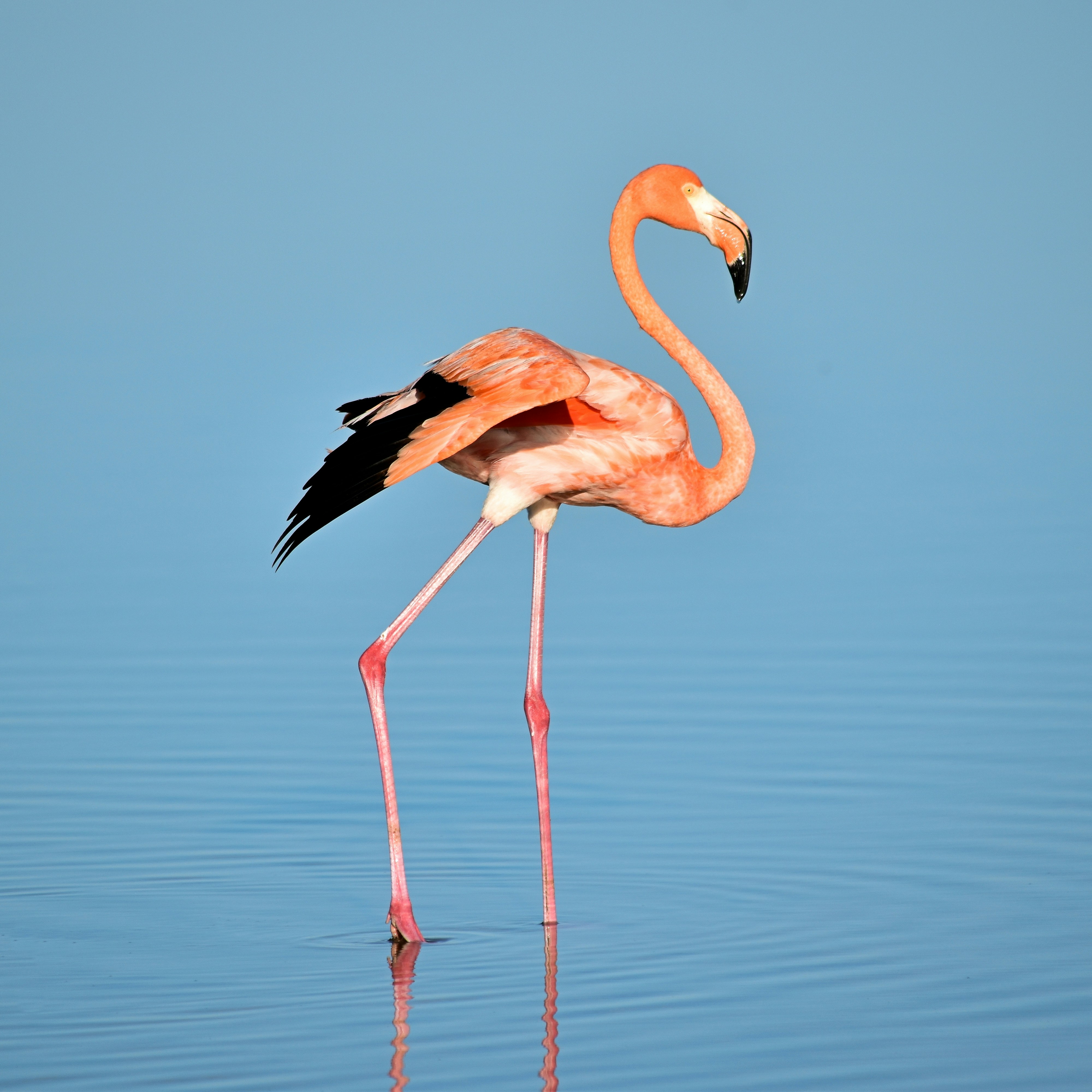 Bird Watching at Jawai Bandh — 200+ Species and Where to Find Them