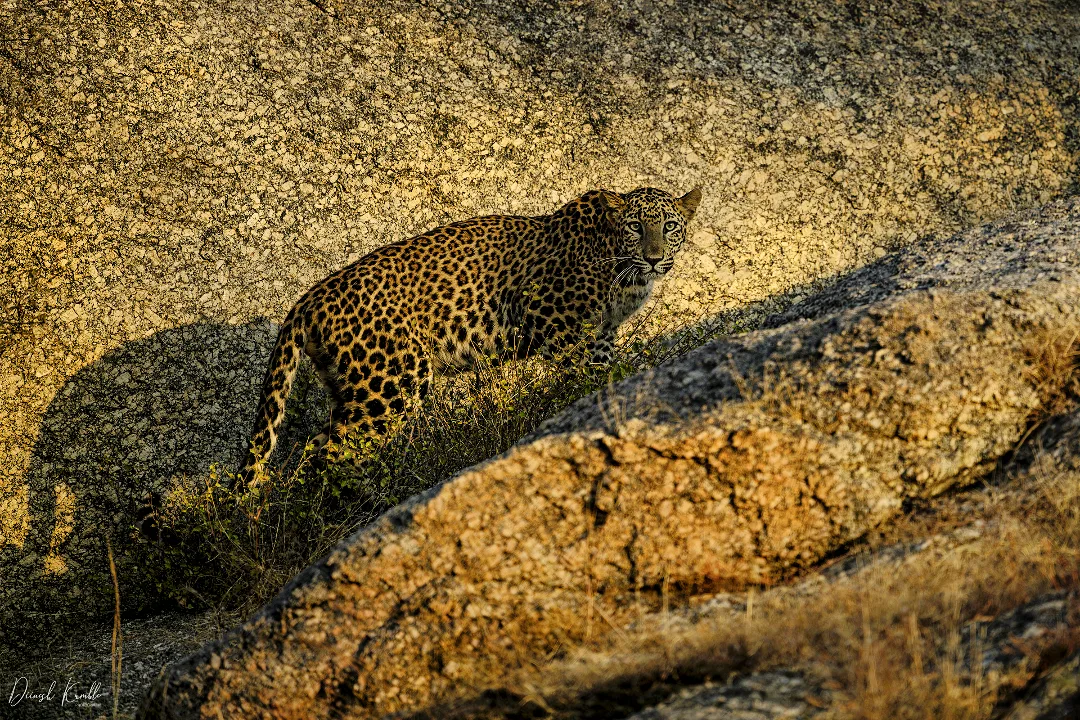 How to Reach Jawai — By Train, Road and Flight from Major Cities