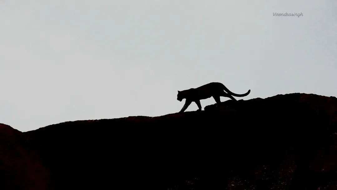 One Night at Jawai — A Safari Experience You Will Never Forget