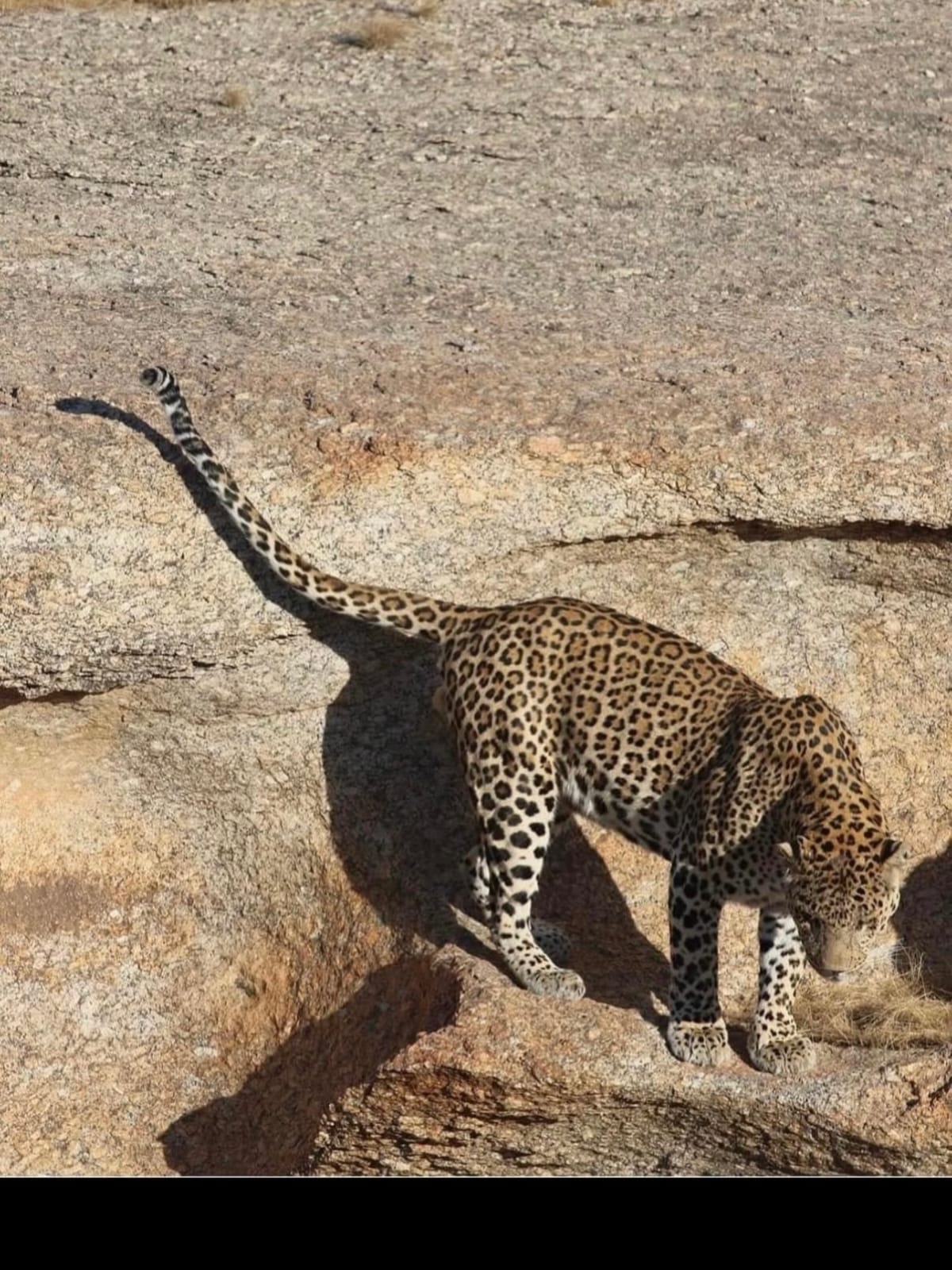 Stunning glimpses of wildlife, scenic landscapes, and unforgettable jawai leopard safari experiences in jawai rajasthan.