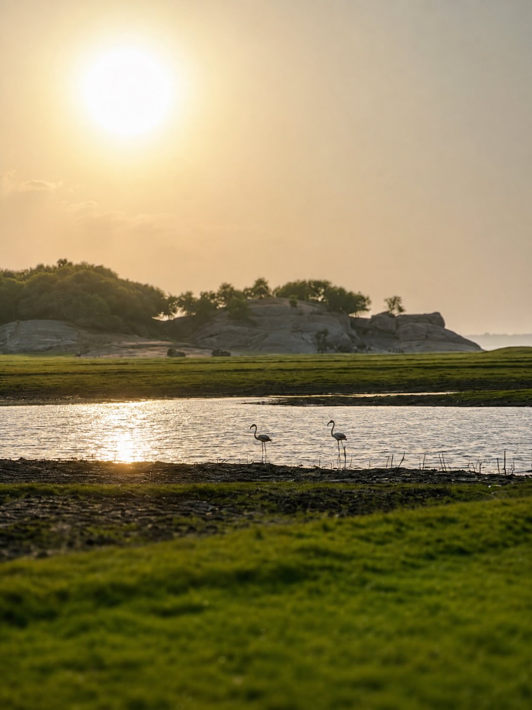 Stunning glimpses of wildlife, scenic landscapes, and unforgettable jawai leopard safari experiences in jawai rajasthan.