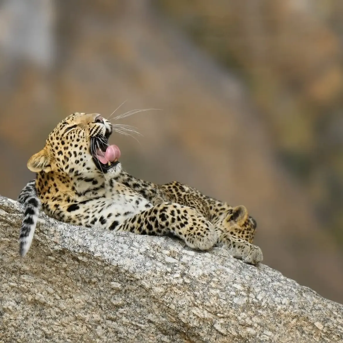 Stunning glimpses of wildlife, scenic landscapes, and unforgettable jawai leopard safari experiences in jawai rajasthan.