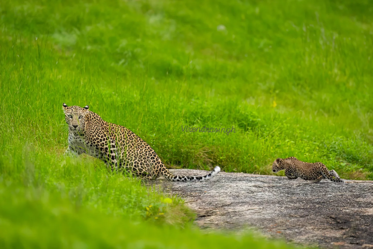 Stunning glimpses of wildlife, scenic landscapes, and unforgettable jawai leopard safari experiences in jawai rajasthan.