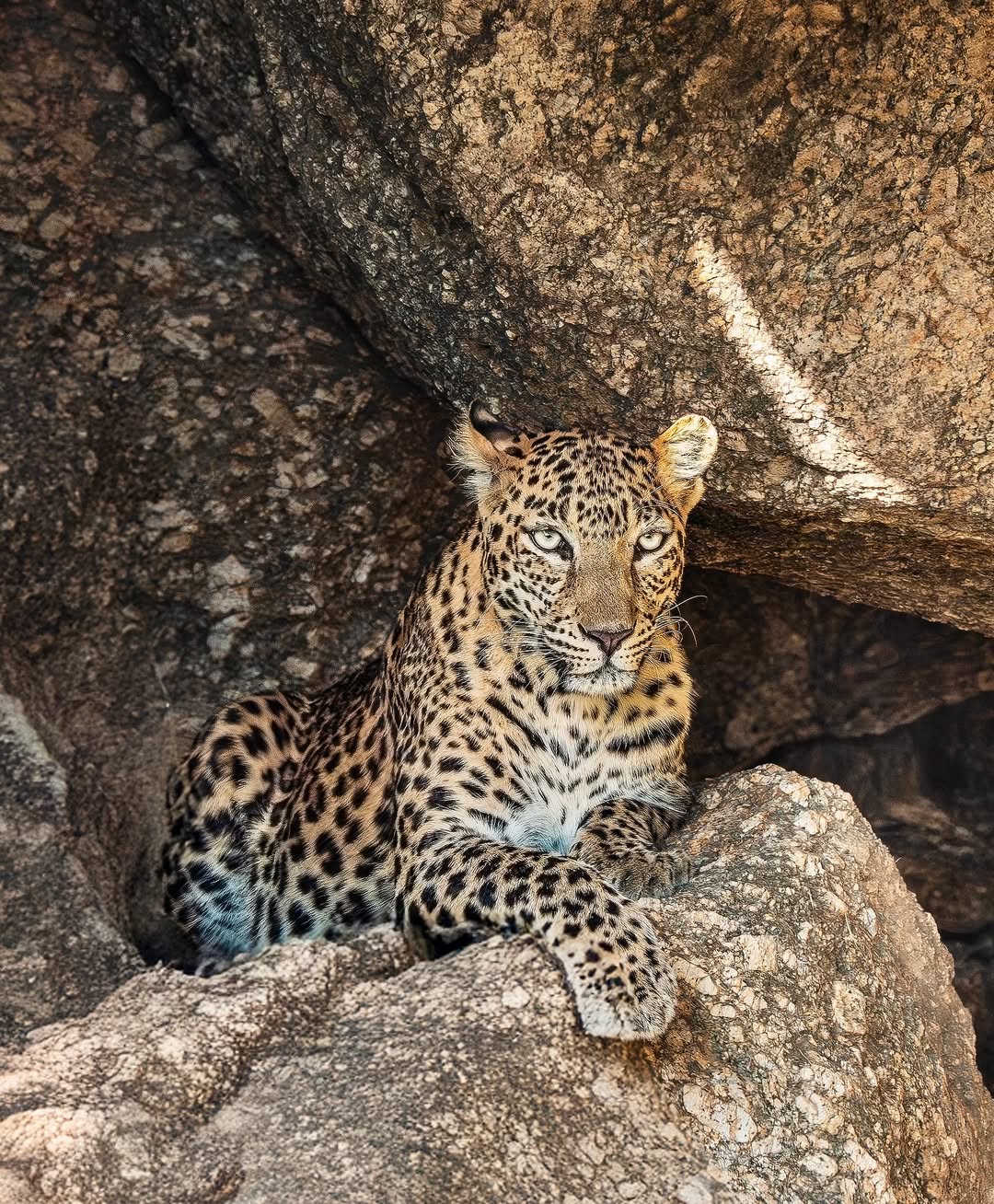 JAWAI LEOPARD SAFARI