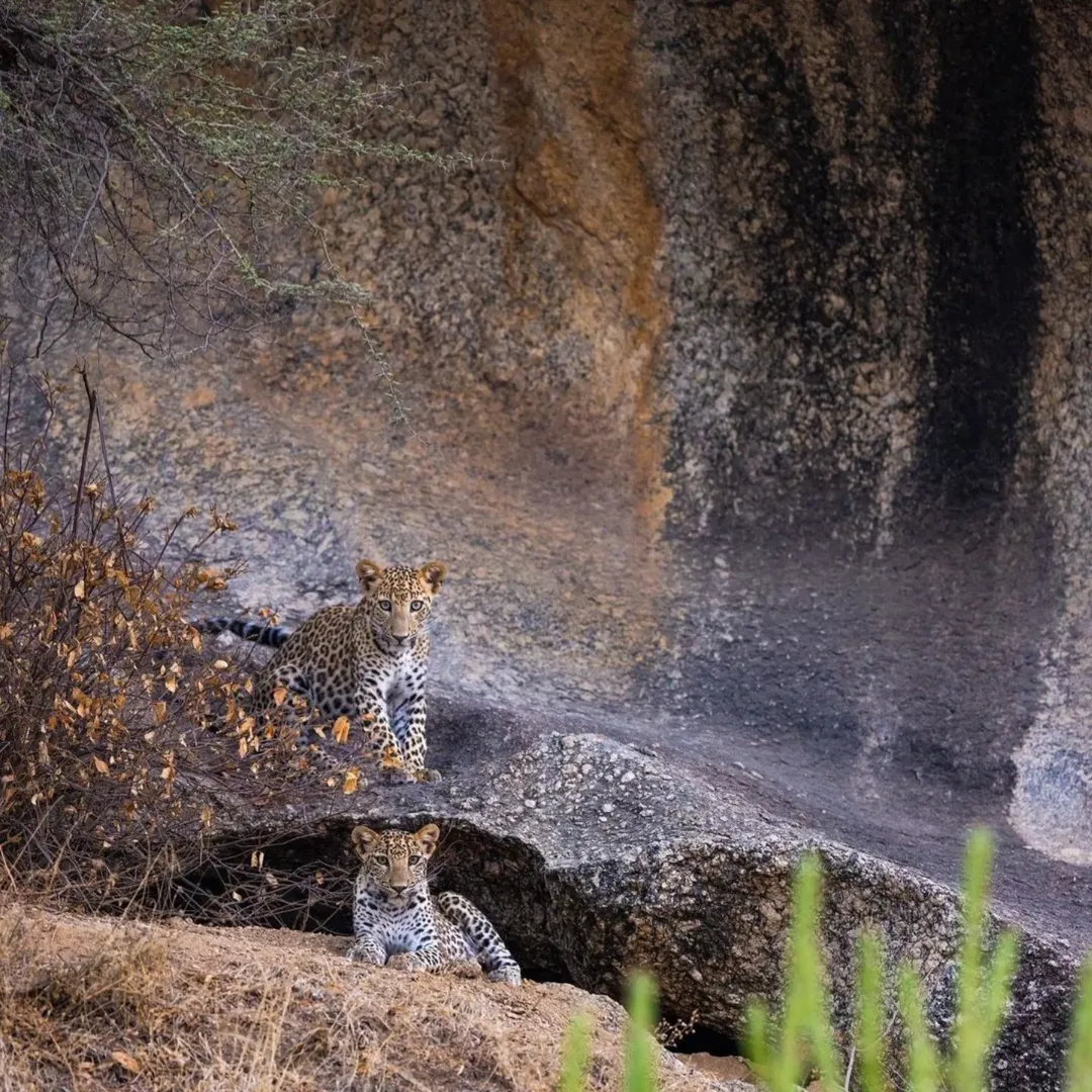 JAWAI LEOPARD SAFARI