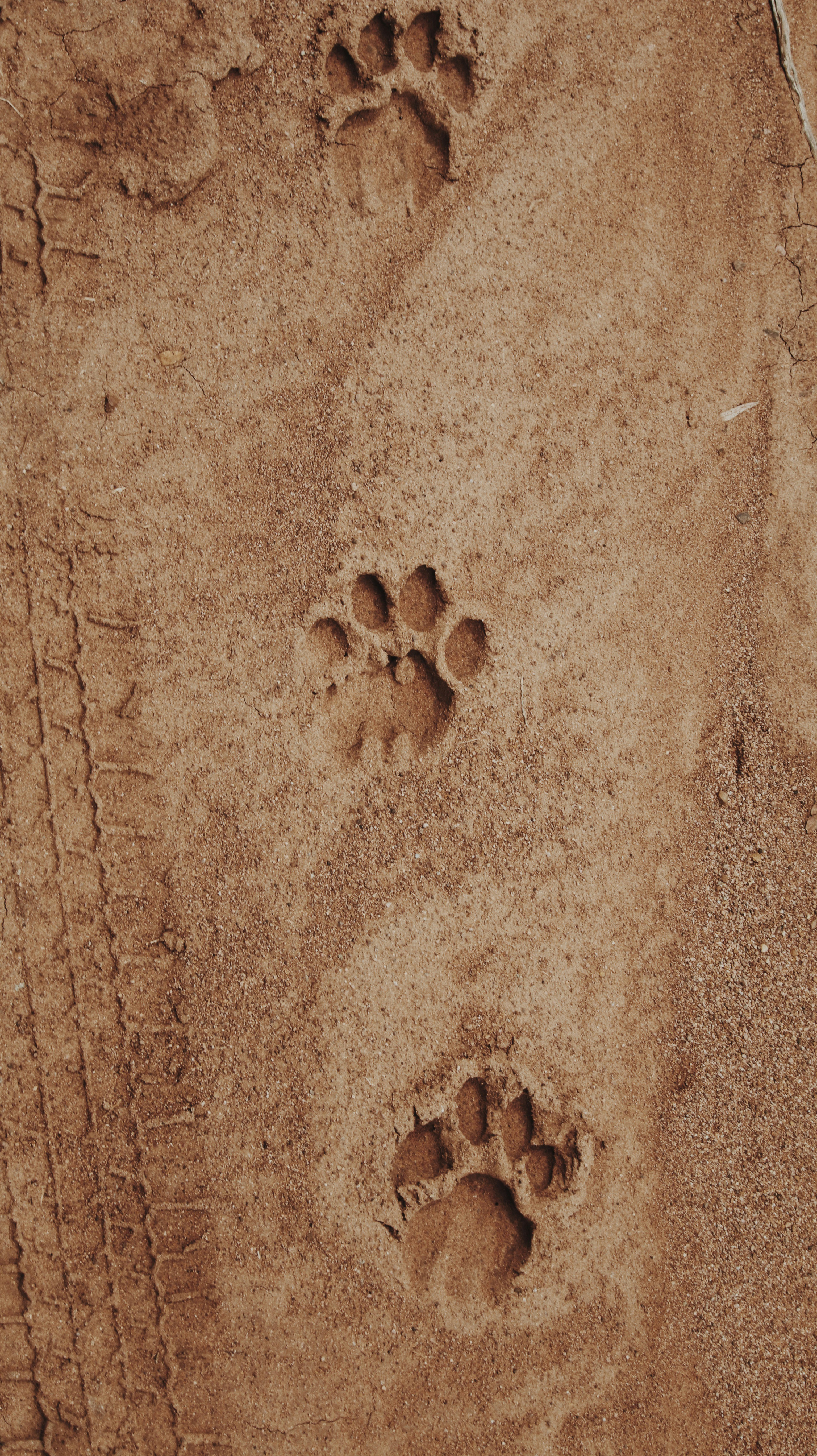 JAWAI LEOPARD SAFARI